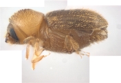 WeirdCrypXyloctonini sp_XyloctoniniTanzania 13719
