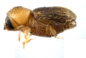 WeirdCrypXyloctonini sp_XyloctoniniTanzania 13719