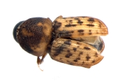 Xyloctonus maculatus 13682