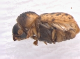 Xyloctonus maculatus 13682