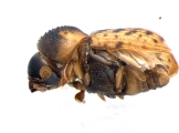 Xyloctonus maculatus 13682