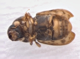 Xyloctonus maculatus 13682
