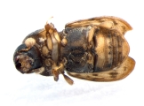 Xyloctonus maculatus 13682