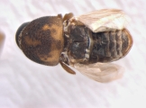 Xyloctonus maculatus 13682