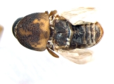 Xyloctonus maculatus 13682
