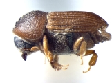 Xyloctonus scolytodes 12294