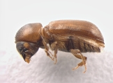Xyloterinus politus 13585