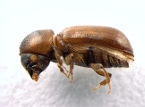 Xyloterinus politus 13585