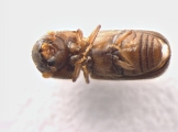 Xyloterinus politus 13585