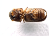 Xyloterinus politus 13585