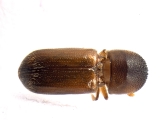 Xyloterinus politus 13585