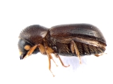 Xyloterinus politus 13652