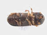 Xyloterinus politus 13652