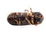 Xyloterinus politus 13652