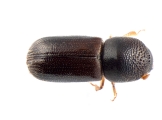 Xyloterinus politus 13652