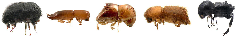 Anisandrus ursa, Streptocranus bispinus, Diuncus duodecimspinatus, Pseudowebbia squamatilis, Eccoptopterus spinosus