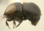 Cnestus bimaculatus