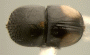 Cnestus bimaculatus top
