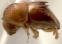 Diuncus duodecimspinatus