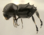 Eccoptopterus spinosus junior synonym Eccoptopterus gracilipes