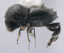 Eccoptopterus spinosus small