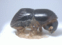 Arixyleborus canaliculatus junior synonym Arixyleborus cariniceps side