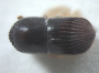 Arixyleborus canaliculatus junior synonym Arixyleborus cariniceps top
