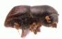 Arixyleborus canaliculatus side