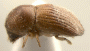 Leptoxyleborus sordicauda 