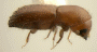 Xyleborus s. str. perforans