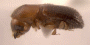 Xyleborus s. str. perforans junior synonym Xyleborus cognatus side