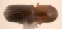 Xyleborus s. str. perforans junior synonym Xyleborus cognatus top