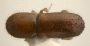 Xyleborus s. str. perforans top
