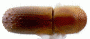 Xyleborus s. str. perforans