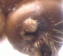 Debus pumilus antenna