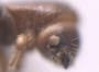 Debus pumilus antenna2