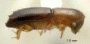 Debus pumilus side