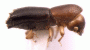 Debus pumilus side