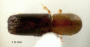 Debus pumilus top
