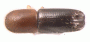 Debus pumilus top