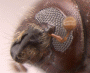 Beaverium insulindicus antenna