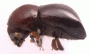 Beaverium insulindicus side