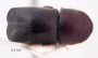 Beaverium insulindicus top
