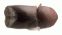 Beaverium insulindicus top