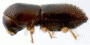 Xyleborinus exiguus