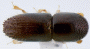 Xyleborinus exiguus