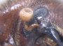Xylosandrus crassiusculus antenna