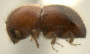 Xylosandrus crassiusculus side