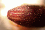 Xyleborinus andrewesi declivity