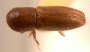Xyleborinus andrewesi larger form from PNG Highlands